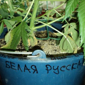 8 недель