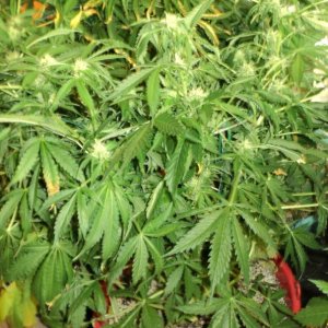 05 01 14 от семки 65 дней, 30 цвета