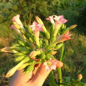 DSCF7744
