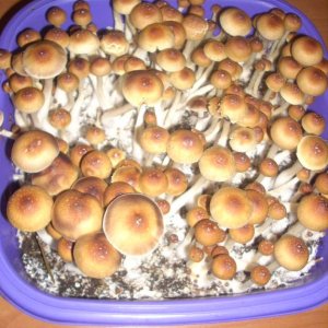 DSCN2031