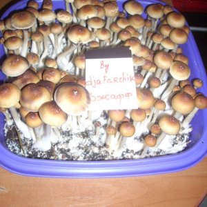 DSCN2033