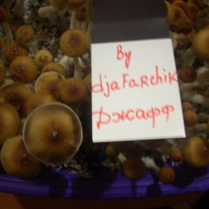 DSCN2035