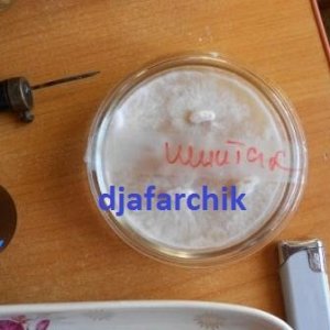 гриб Шиитаке