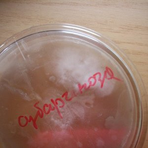 Psilocybe subaeruginosa