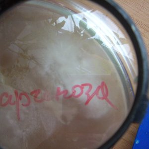 Psilocybe subaeruginosa