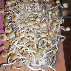 PS Cubensis Ecuador