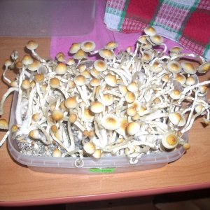 PS Cubensis Ecuador