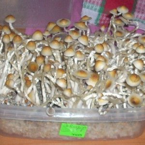 PS Cubensis Ecuador