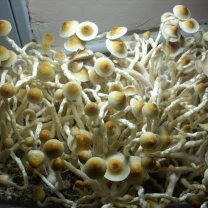 PS Cubensis Ecuador