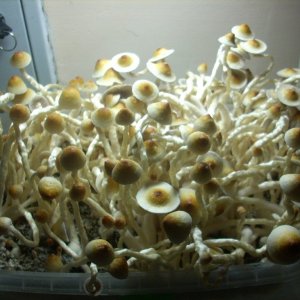 PS Cubensis Ecuador