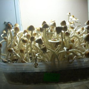 PS Cubensis Ecuador
