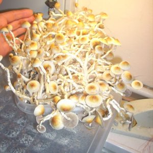 PS Cubensis Ecuador