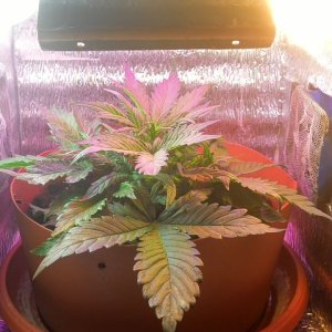 2014208180915