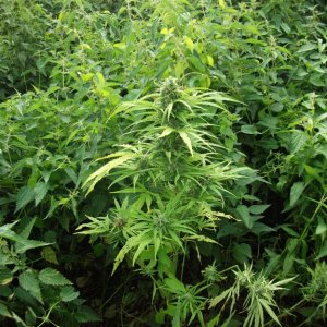 auto NL от Royal Queen Seeds