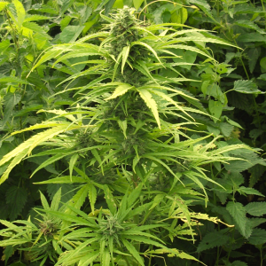auto NL от Royal Queen Seeds