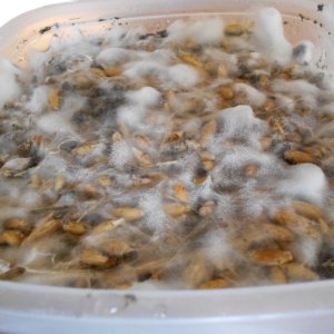 Panaeolus tropicalis