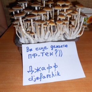 Psylocibe Cubensis - Pink Buffalo