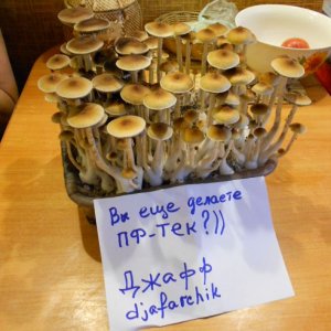 DSCN2748