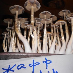 Psylocibe Cubensis - Pink Buffalo