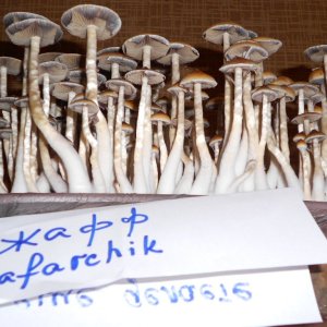 DSCN2750