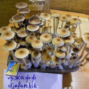 DSCN2752