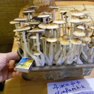 DSCN2753