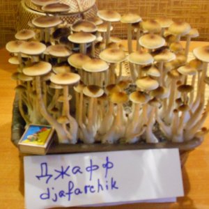 Psylocibe Cubensis - Pink Buffalo
