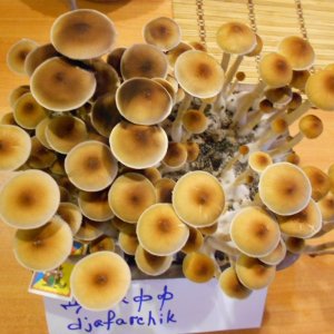 Psylocibe Cubensis - Pink Buffalo