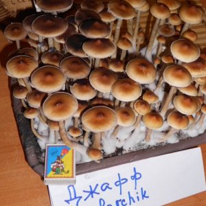 DSCN2759