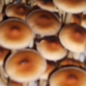 DSCN2760