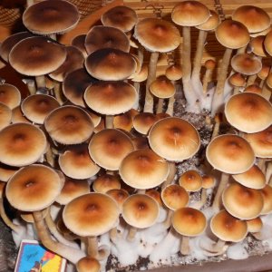 Psylocibe Cubensis - Pink Buffalo