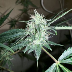 White Dwarf