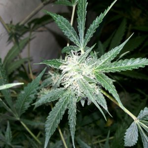 White Dwarf