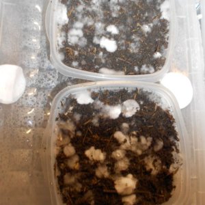 Panaeolus tropicalis