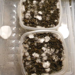 Panaeolus tropicalis