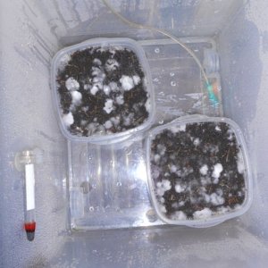Panaeolus tropicalis