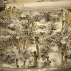 Panaeolus tropicalis