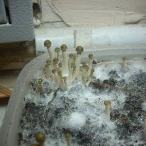 Panaeolus tropicalis