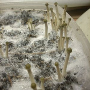 Panaeolus tropicalis