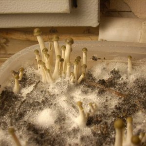 Panaeolus tropicalis