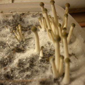 Panaeolus tropicalis