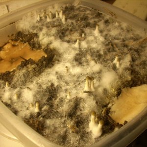 DSCN2079