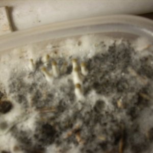 DSCN2081