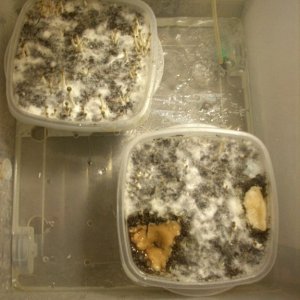 Panaeolus tropicalis