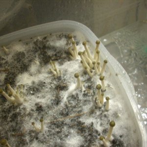 Panaeolus tropicalis