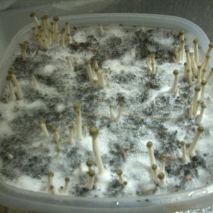 Panaeolus tropicalis