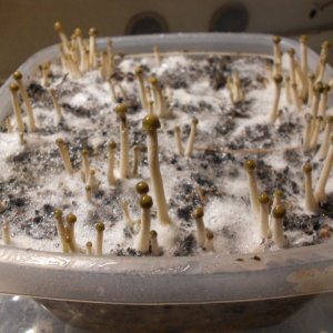 Panaeolus tropicalis