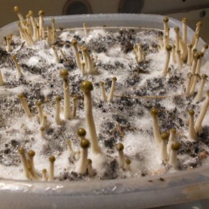 Panaeolus tropicalis