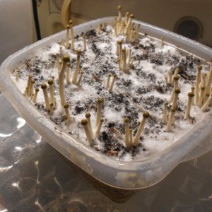 Panaeolus tropicalis