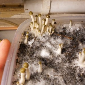 Panaeolus tropicalis